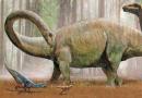 Диплодок, все о диплодоке, про диплодока, диплодок динозавр юрского периода, все о динозаврах мезозойская эра