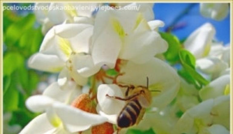Экология и пчелы П что делают полезное пчелы эдя экологии